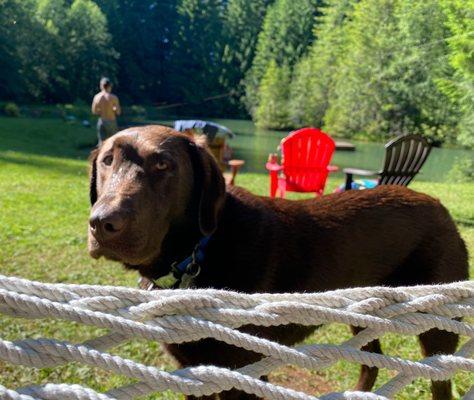 Green Acres K-9 Resort