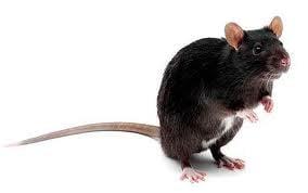 brown rat