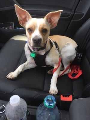 Blue Ridge Humane Society