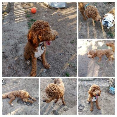 Melissa's Muttz n Mongrels