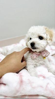 Sandy Hill Animal Clinic