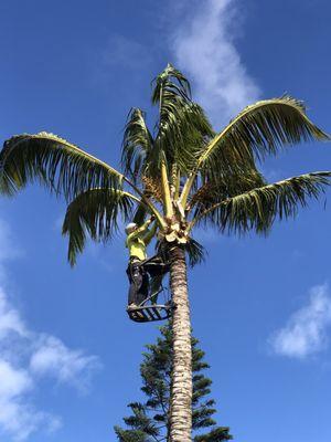 Maui coconut trimming