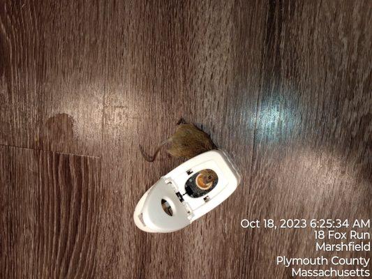 The Village at Marshfield