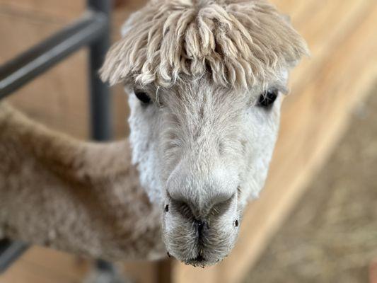 Magic Meadows Alpacas