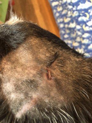 Camp Bow Wow And Meow