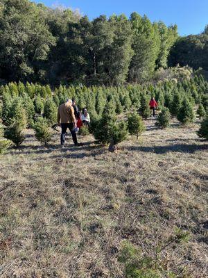 Castro Valley Christmas Tree Farm