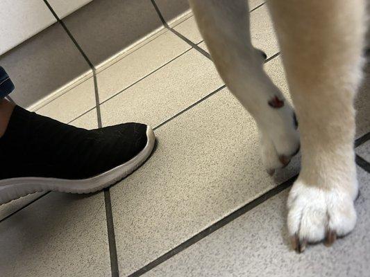 Sierra Veterinary Hospital