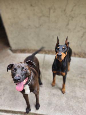 Buddy met a new friend