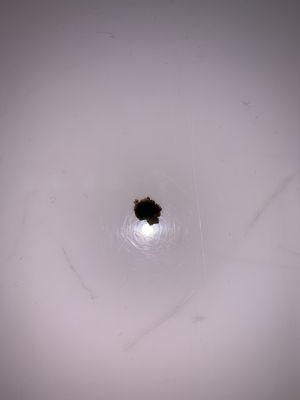 I wish you could see the scales and fur on this bacteria.