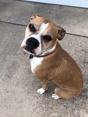 My sweet baby after just coming home from Spa Day. Silly girl!