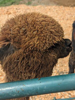 Rolling Oak Alpaca Ranch