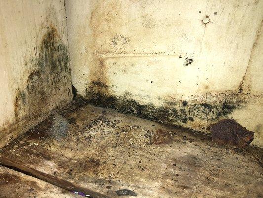 Suspected Mold Growth On Wall