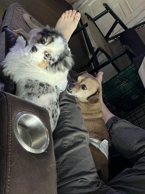 Mochi and her chiweenie brother, Chewie