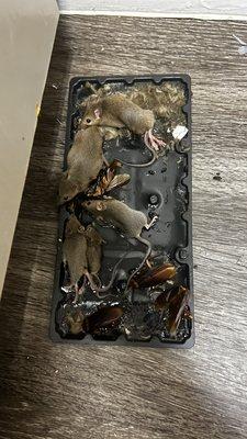 Cornerstone at Overlook