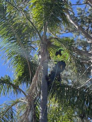 Green vision Tree Care And Landscaping