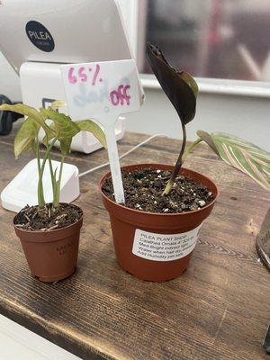 The Pilea Plant Shop