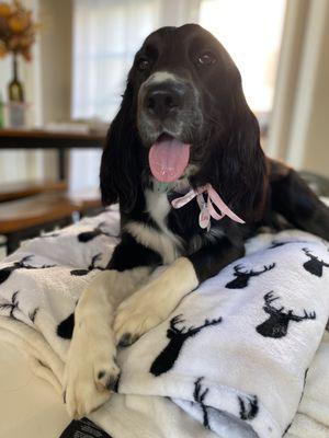 Donna's Pet Grooming