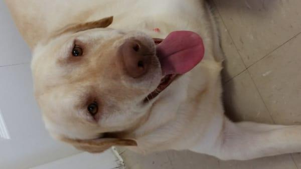 Central Pasco Vet Care