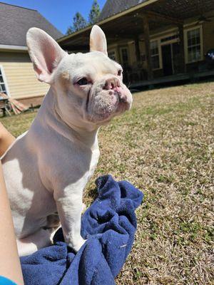 Dixieland Veterinary Services