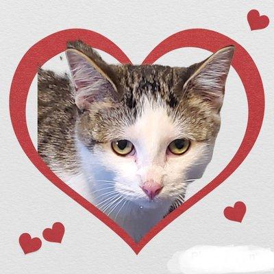 Have A Heart TNR inc