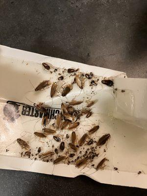 Merritt Legacy Leander Apartments