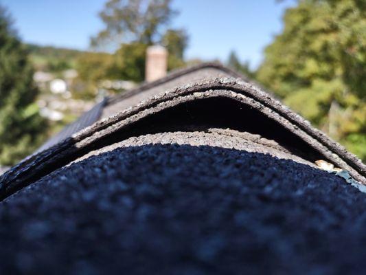 Soundview Wildlife Control