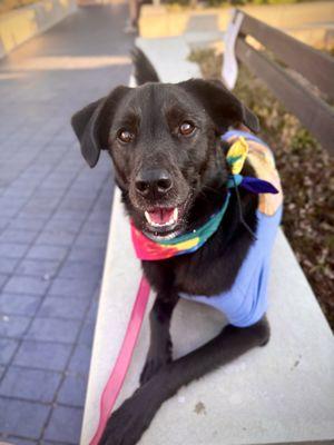 Star Assistance Dogs