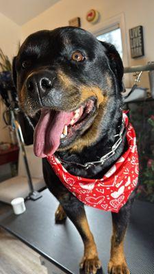 We the Kulture Dog Grooming