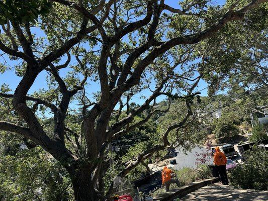 Oscar Moreno Tree Service