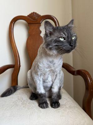 Tender Touch Grooming