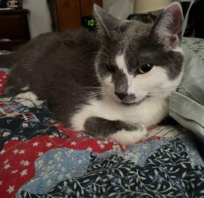 Grace Animal Hospital