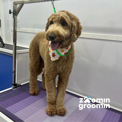 Zoomin Groomin