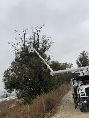 Crown Tree Service Longview