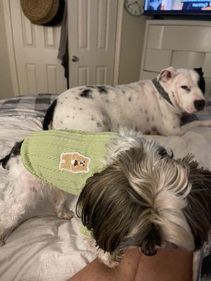 League City Animal Shelter