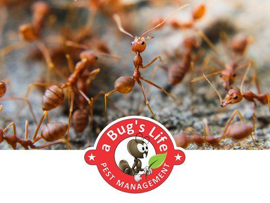 A Bug's Life Pest Management