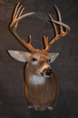 Whited Way Taxidermy