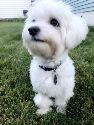 Wet Nose Pet Grooming