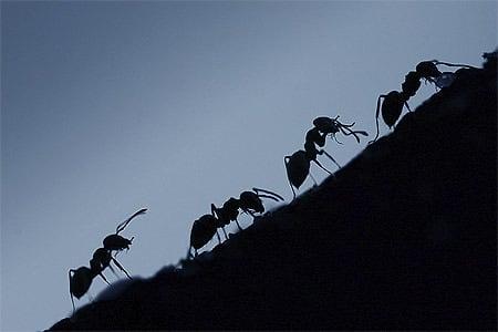 Dan Conard Pest Control