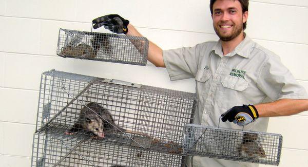 Wildlife Animal Control - Mansfield