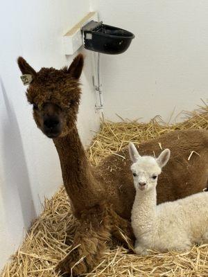 Alpaca Country Estates