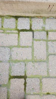 Sample of grout after one summer..