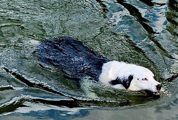 Onion Creek offers a Great off-leash area, for dogs who think they are really beavers, trapped in a dog's body!