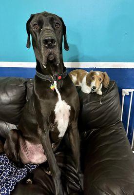 Peach the mini dachshund and Mambo the great dane!