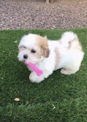 Pine Country Animal Clinic