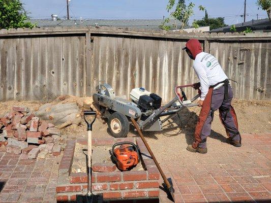 Marcelo Tree Services