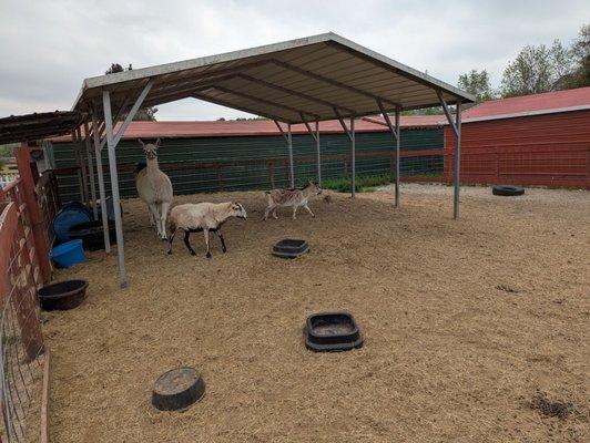 There was an alpaca, but it won't let you pet it without treats.