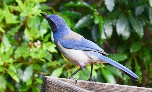 Four Dimensions Landscape