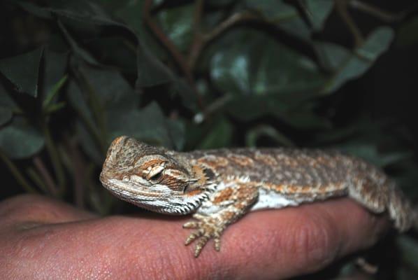 A Tender Loving Caring Pets Corporation