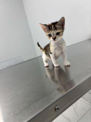 Animal Welfare Society of South Florida