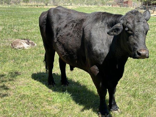 Foothill Tree Service